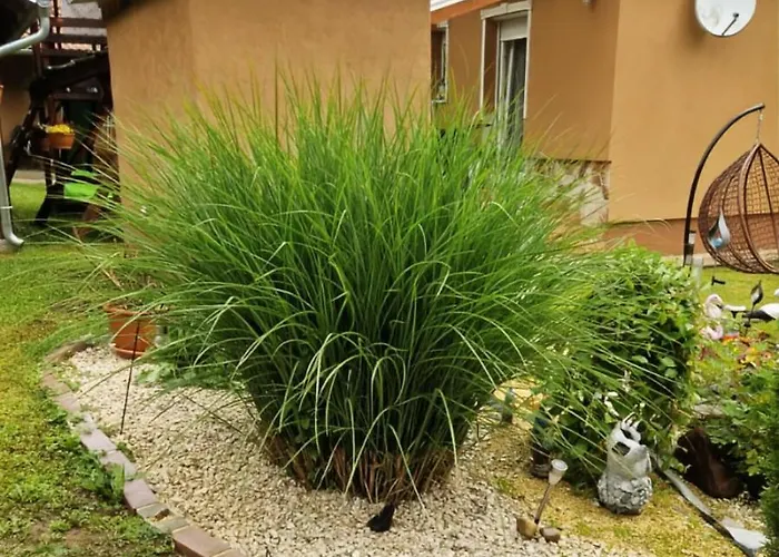 Erdőszéli Apartamento